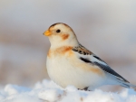 Snow Bunting
