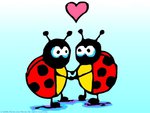 ladybug  love 