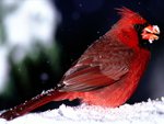 red bird in the snow