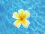 Plumeria