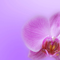 Orchid backgrounds for your computer desktop.jpg