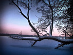 Lying Tree on the Frozen Lake