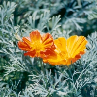 1986 Orange Flower Bruce 1