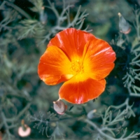 1986 Orange Flower Bruce 2