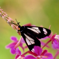 1986 Butterfly on flower
