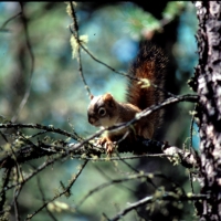 1986 Chipmunk in northern Alberta