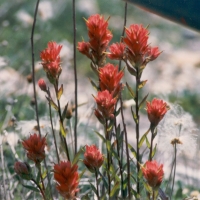Indian paintbrush flowers (Castilleja), Banff, Alberta