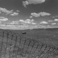 B&W Field photo, prize winning