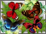 BUTTERFLY COLLAGE