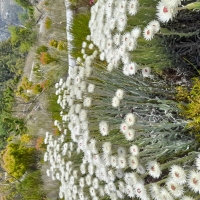 Cape Snow (Syncarpha vestita)