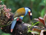 Plate Billed Mountain Toucan