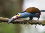 Plate Billed Mountain Toucan