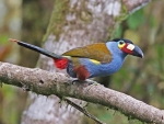 Plate Billed Mountain Toucan