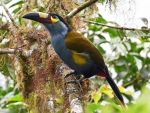 Plate Billed Mountain Toucan