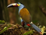 Plate Billed Mountain Toucan