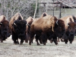 Buffalo