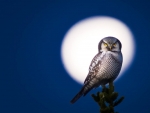 Hawk Owl in Moonlight