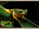 FROG COLLAGE