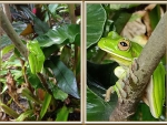 FROG COLLAGE