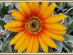 GAZANIA FLOWER