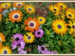 COLOURFUL DAISIES