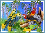 PARROT COLLAGE