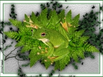 FROG ON FERNS