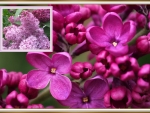 LILAC COLLAGE
