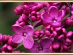 LOVELY LILACS