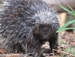 Porcupine