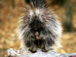 Porcupine