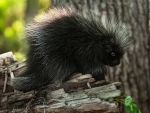 Porcupine