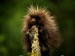 Porcupine