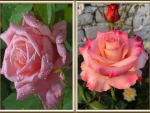 ROSE COLLAGE