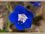 PRETTY BLUE FLOWER