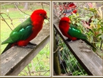 KING PARROTS