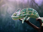 Chameleon