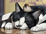 cat and bird