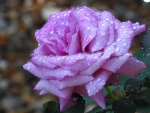 Purple Rose