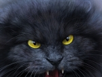 Angry cat