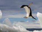 Adelie Penguin