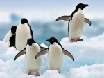 Adelie Penguins