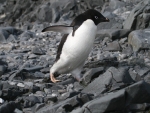 Adelie Penguin