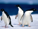 Adelie Penguins