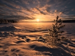 dawn on the snowy plain
