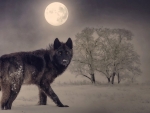 Black wolf