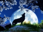 Spring night howl