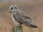 Short Eared Owl