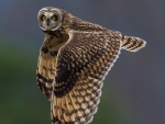 Short Eared Owl