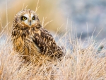 Short Eared Owl